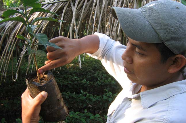 A coffee farmer inspects a coffee seedling.