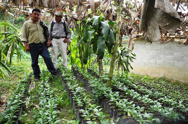 Manos Campesinas in coffee nursery.